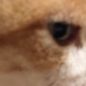 Meet your Posher, Susan